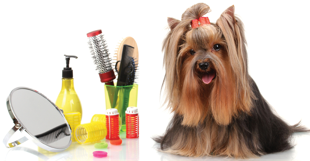 all breed grooming